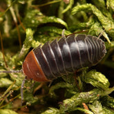 Armadillidium flavoscutatum